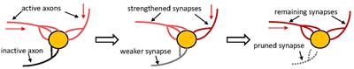 Dynamically Optimizing Network Structure Based on Synaptic Pruning in the Brain